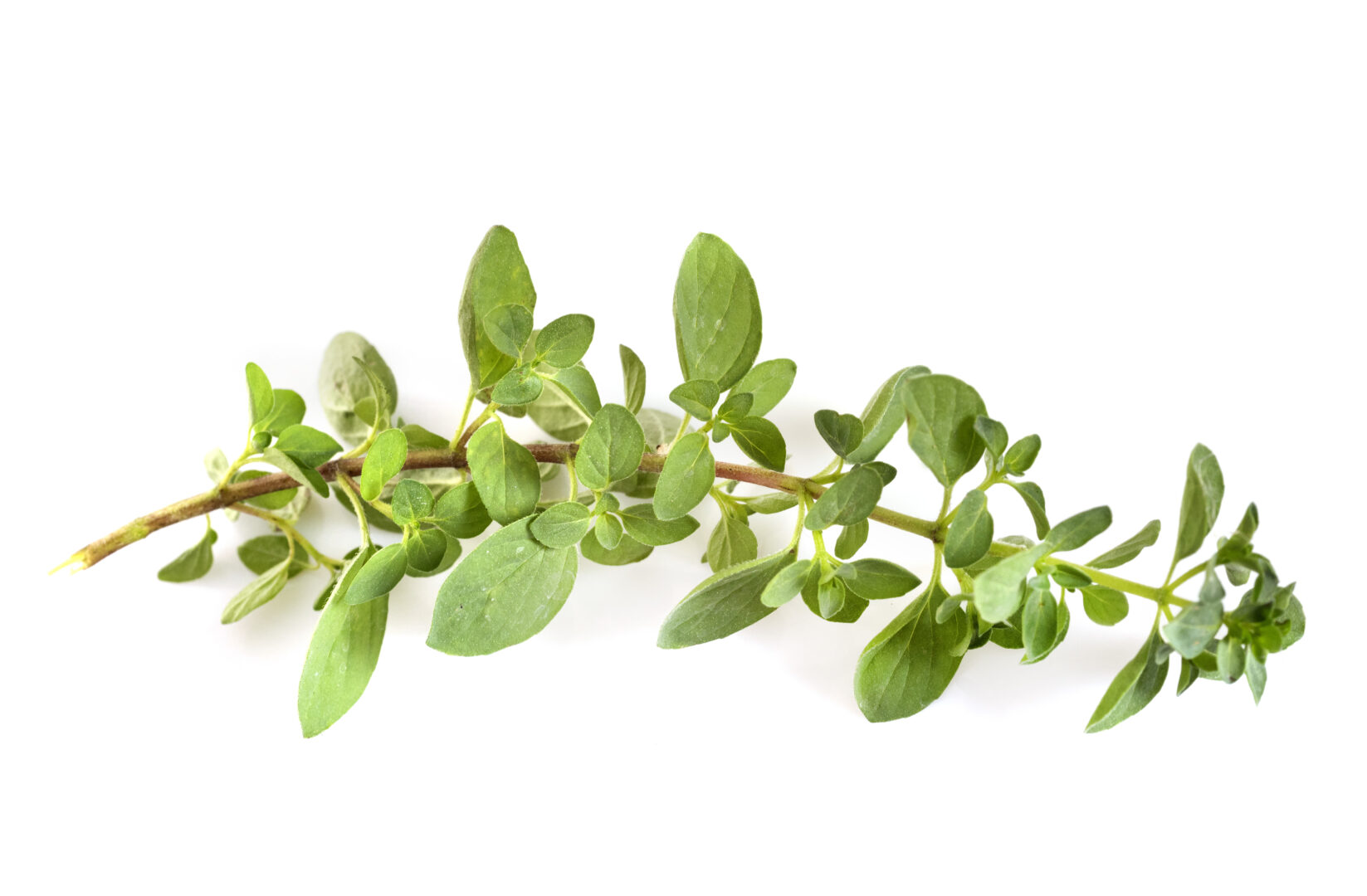 oregano