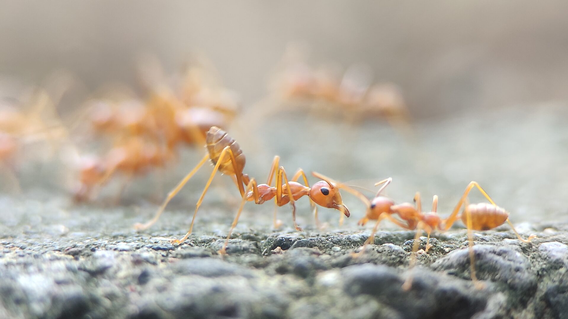 mravce v byte